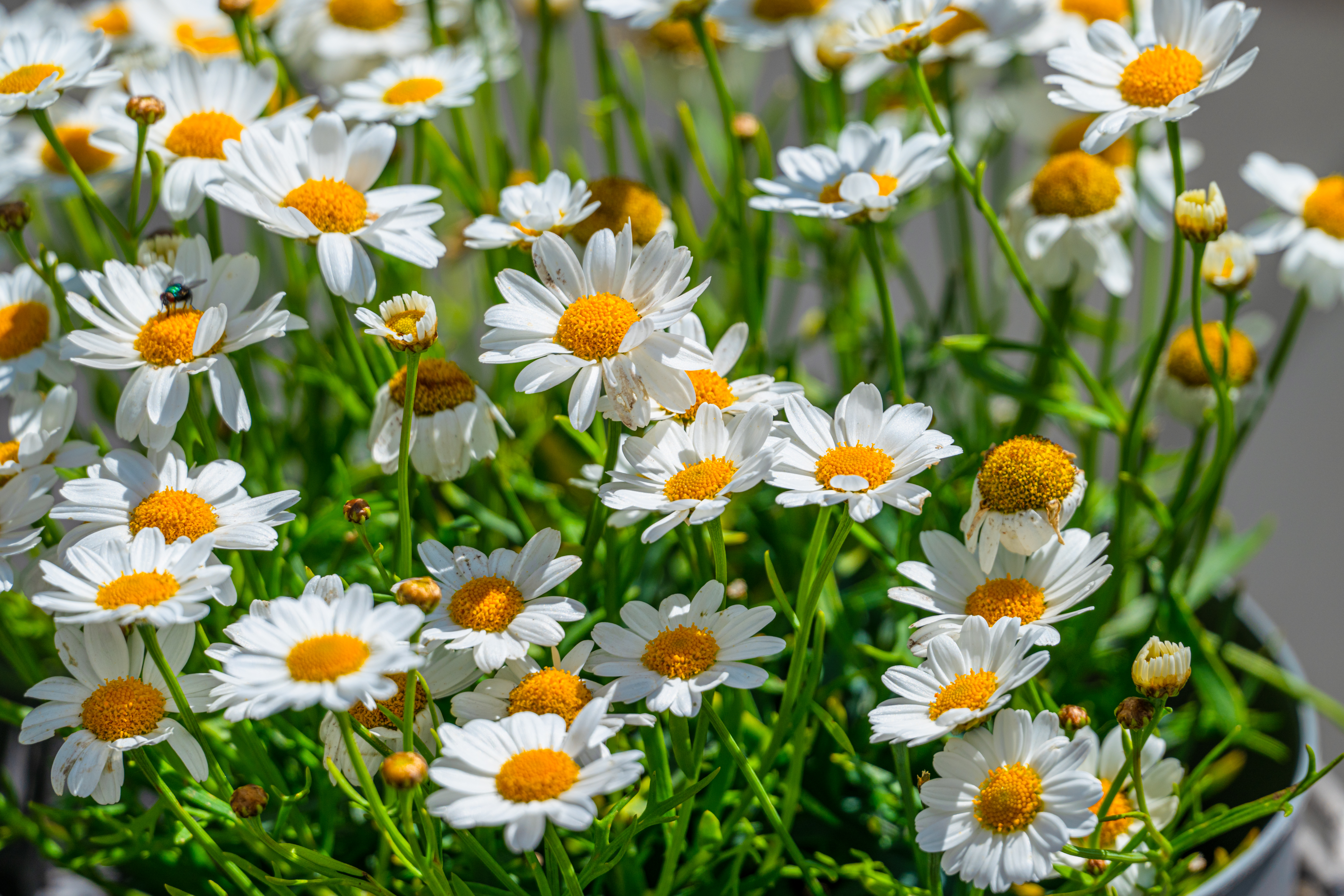 Blomster - iStock.jpg